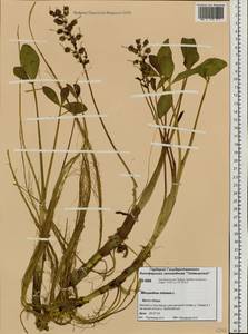 Menyanthes trifoliata L., Siberia, Central Siberia (S3) (Russia)