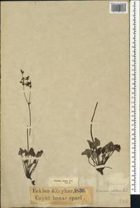 Pelargonium reniforme subsp. velutinum (L'Her.) L.L. Dreyer, Africa (AFR) (South Africa)