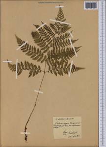 Diplazium sibiricum (Turcz. ex Kunze) Sa.Kurata, Eastern Europe, Northern region (E1) (Russia)