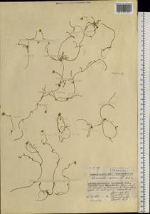 Ranunculus reptans L., Siberia, Chukotka & Kamchatka (S7) (Russia)