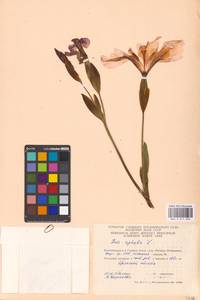 Iris aphylla L., Eastern Europe, Western region (E3) (Russia)