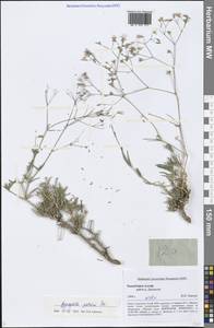 Gypsophila patrinii Ser., Siberia, Altai & Sayany Mountains (S2) (Russia)