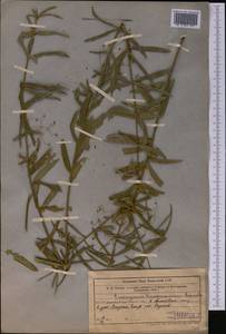 Euonymus nanus M. Bieb., Middle Asia, Western Tian Shan & Karatau (M3) (Uzbekistan)