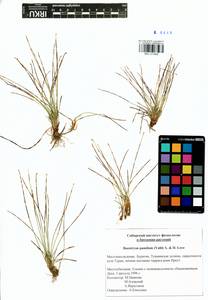Trichophorum pumilum (Vahl) Schinz & Thell., Siberia, Baikal & Transbaikal region (S4) (Russia)