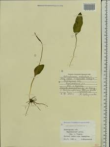 Ophioglossum vulgatum L., Eastern Europe, Northern region (E1) (Russia)