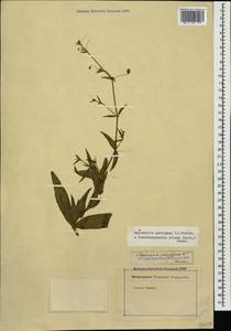 Gypsophila pilosa Huds., Caucasus, Armenia (K5) (Armenia)