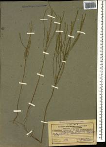 Thymelaea passerina (L.) Coss. & Germ., Caucasus, Dagestan (K2) (Russia)