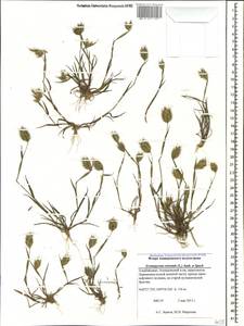 Eremopyrum orientale (L.) Jaub. & Spach, Caucasus, Azerbaijan (K6) (Azerbaijan)