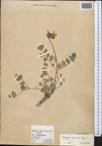 Astragalus rhacodes Bunge, Middle Asia, Pamir & Pamiro-Alai (M2) (Kyrgyzstan)