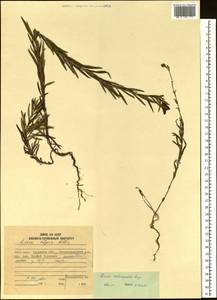 Linaria melampyroides Kuprian., Siberia, Russian Far East (S6) (Russia)