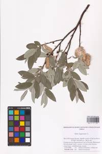 Salix lapponum L., Eastern Europe, Northern region (E1) (Russia)