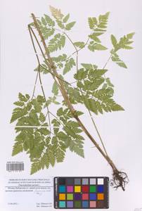 Chaerophyllum aureum L., Eastern Europe, Moscow region (E4a) (Russia)