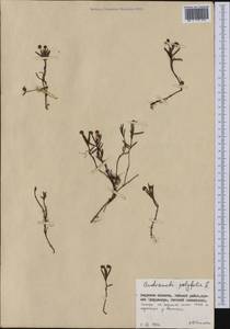 Andromeda polifolia L., Siberia, Russian Far East (S6) (Russia)