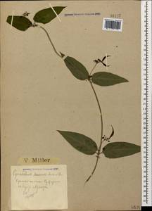 Vincetoxicum scandens Sommier & Levier, Caucasus, Krasnodar Krai & Adygea (K1a) (Russia)