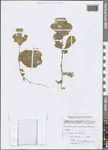 Raphanus raphanistrum subsp. maritimus (Don) Thell., Caucasus, Black Sea Shore (from Novorossiysk to Adler) (K3) (Russia)