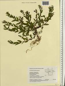 Scutellaria galericulata L., Eastern Europe, Central region (E4) (Russia)