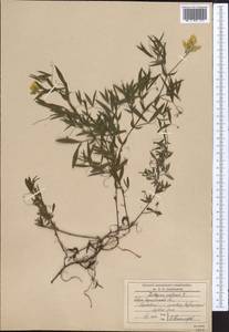 Lathyrus pratensis L., Middle Asia, Northern & Central Kazakhstan (M10) (Kazakhstan)