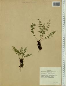 Cystopteris dickieana R. Sim, Siberia, Altai & Sayany Mountains (S2) (Russia)