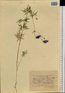 Aconitum volubile Pall., Siberia, Altai & Sayany Mountains (S2) (Russia)