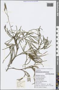 Diphasiastrum multispicatum (J. H. Wilce) Holub, South Asia, South Asia (Asia outside ex-Soviet states and Mongolia) (ASIA) (Vietnam)
