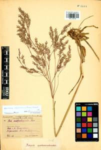 Arctopoa schischkinii (Tzvelev) Prob., Siberia, Baikal & Transbaikal region (S4) (Russia)