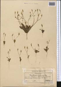 Crepis sancta subsp. sancta, Middle Asia, Muyunkumy, Balkhash & Betpak-Dala (M9) (Kazakhstan)