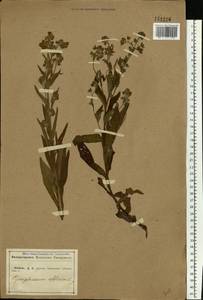 Cynoglossum officinale L., Eastern Europe, Central forest-and-steppe region (E6) (Russia)