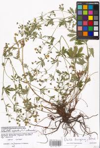 Potentilla thuringiaca Bernh. ex Link, Eastern Europe, Moscow region (E4a) (Russia)