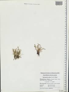 Spergularia marina (L.) Besser, Eastern Europe, Northern region (E1) (Russia)