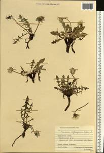 Taraxacum erythrospermum Andrz. ex Besser, Eastern Europe, Middle Volga region (E8) (Russia)