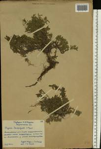 Thymus × dimorphus Klokov & Des.-Shost., Eastern Europe, Central forest-and-steppe region (E6) (Russia)