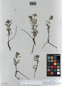 KUZ 001 518, Euphorbia esula subsp. esula, Siberia, Altai & Sayany Mountains (S2) (Russia)