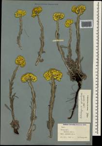 Helichrysum graveolens (M. Bieb.) Sw., Crimea (KRYM) (Russia)