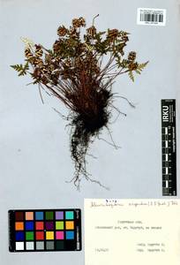 Aleuritopteris argentea (S. G. Gmel.) Fée, Siberia, Baikal & Transbaikal region (S4) (Russia)
