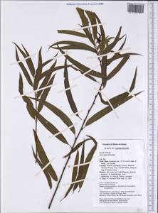 Salix nigra Marsh., America (AMER) (United States)