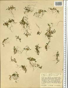 Selaginella rupestris (L.) Spring, Siberia, Russian Far East (S6) (Russia)