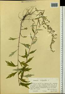 Artemisia integrifolia L., Siberia, Yakutia (S5) (Russia)
