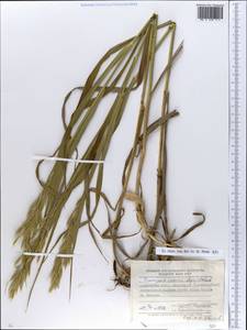 Bromus inermis Leyss., Eastern Europe, South Ukrainian region (E12) (Ukraine)
