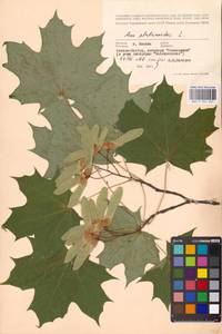 Acer platanoides L., Eastern Europe, Moscow region (E4a) (Russia)