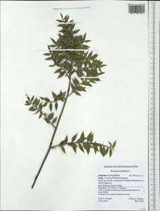 Ruscus aculeatus L., Western Europe (EUR) (Italy)