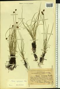 Carex sajanensis V.I.Krecz., Siberia, Altai & Sayany Mountains (S2) (Russia)