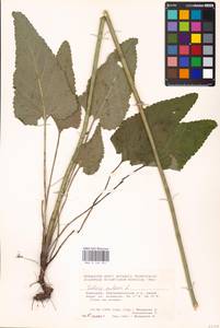 MHA 0 156 221, Salvia nutans L., Eastern Europe, Eastern region (E10) (Russia)