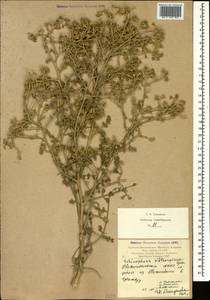 Echinophora sibthorpiana Guss., Caucasus, Azerbaijan (K6) (Azerbaijan)