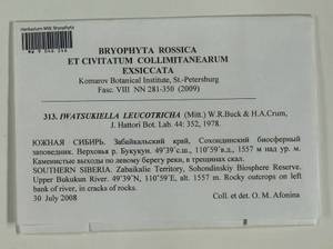 Iwatsukiella leucotricha (Mitt.) W.R. Buck & H.A. Crum, Bryophytes, Bryophytes - Baikal & Transbaikal regions (B18) (Russia)