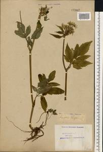 Aegopodium podagraria L., Eastern Europe, Northern region (E1) (Russia)