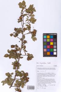 Rosa corymbifera Borkh., Eastern Europe, Rostov Oblast (E12a) (Russia)