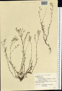 Minuartia setacea subsp. setacea, Eastern Europe, Central forest-and-steppe region (E6) (Russia)