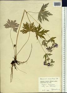 Geranium erianthum DC., Siberia, Russian Far East (S6) (Russia)