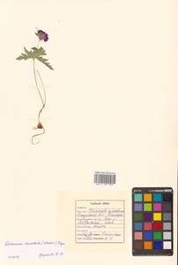 Geranium erianthum DC., Siberia, Russian Far East (S6) (Russia)