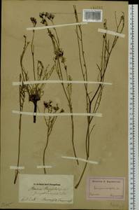 Crepidiastrum tenuifolium (Willd.) Sennikov, Siberia, Baikal & Transbaikal region (S4) (Russia)